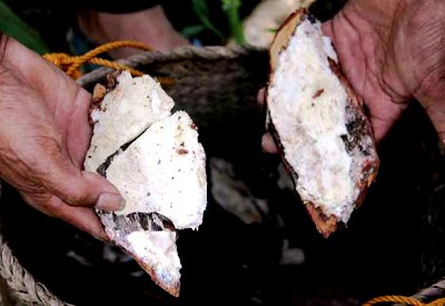 Petani menunjukkan getah pohon kemenyan di kawasan Hutan Tanaman Industri PT Toba Pulp Lestari (TPL) sektor Habinsaran Desa Simare, Kecamatan Borbor, Tobasa, Rabu (21/11). PotretBisnis/Andi Rambe